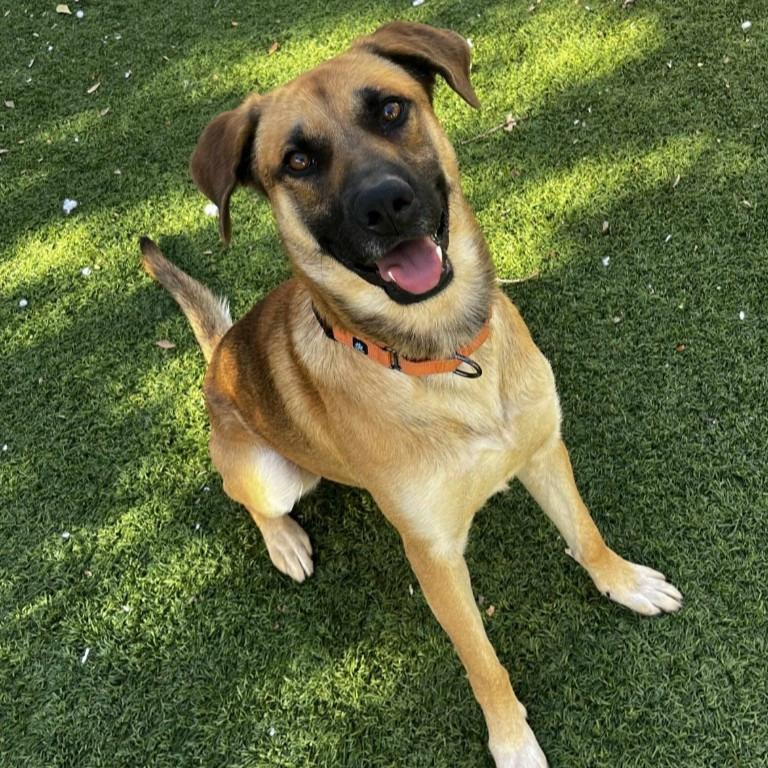 Enlarge Krueger, a Adoptable mixed breed in Sunrise Beach, MO image 3/5