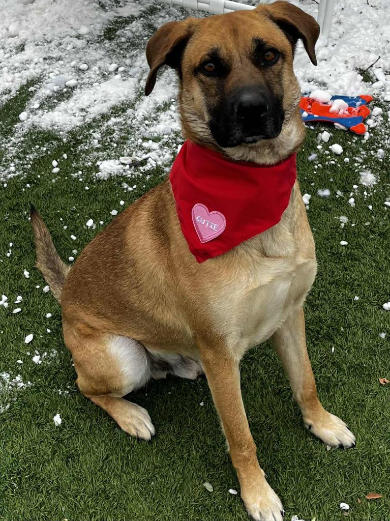 Enlarge Krueger, a Adoptable mixed breed in Sunrise Beach, MO image 4/5