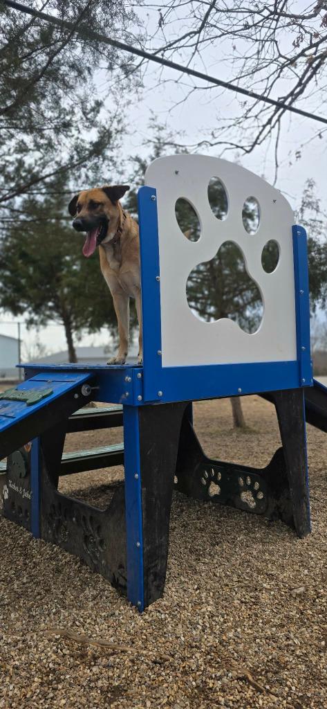 Enlarge Krueger, a Adoptable mixed breed in Sunrise Beach, MO image 5/5