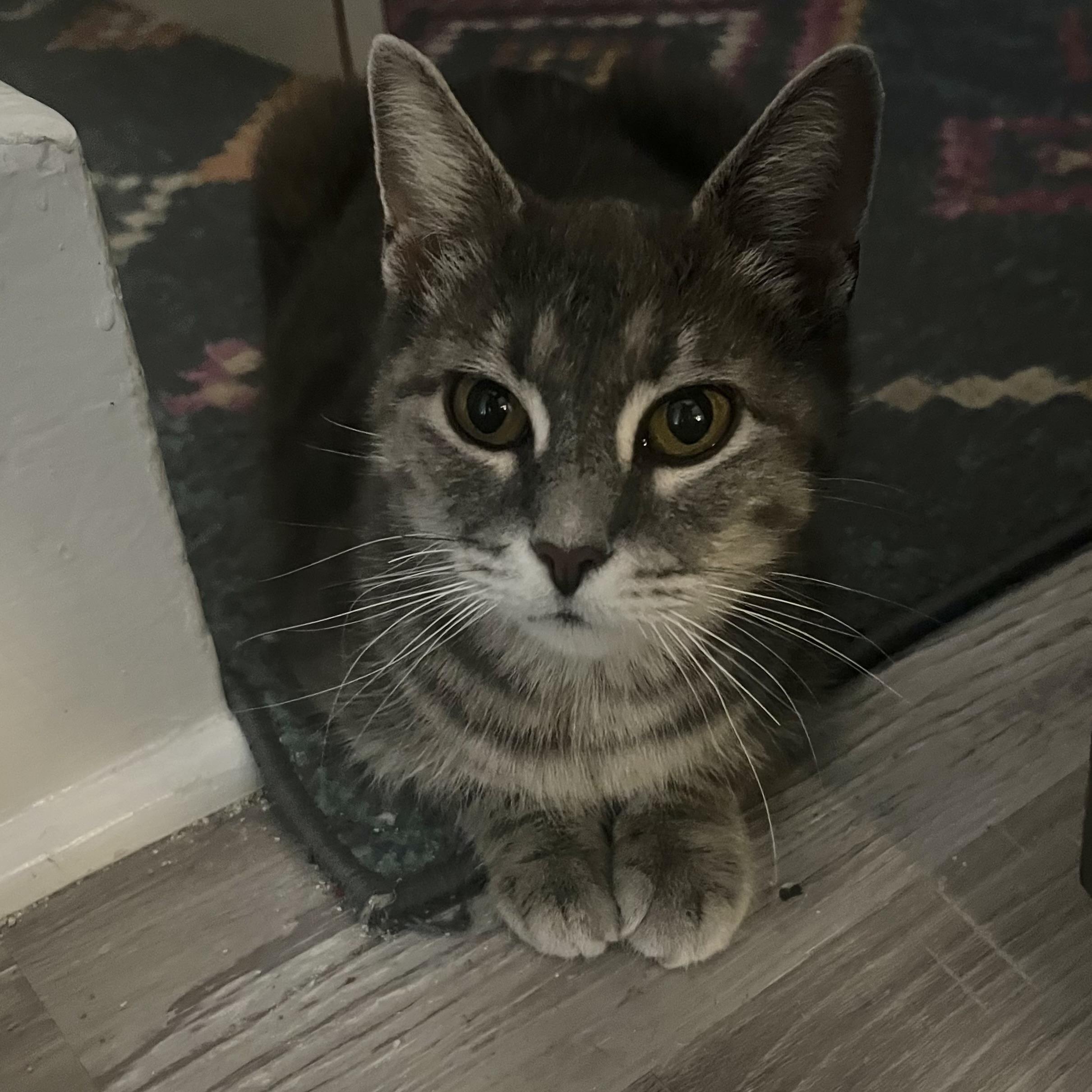 Daphne — thumbnail 2