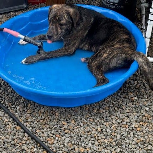 Cooper1, a Adoptable mixed breed in houston , TX image 3/6