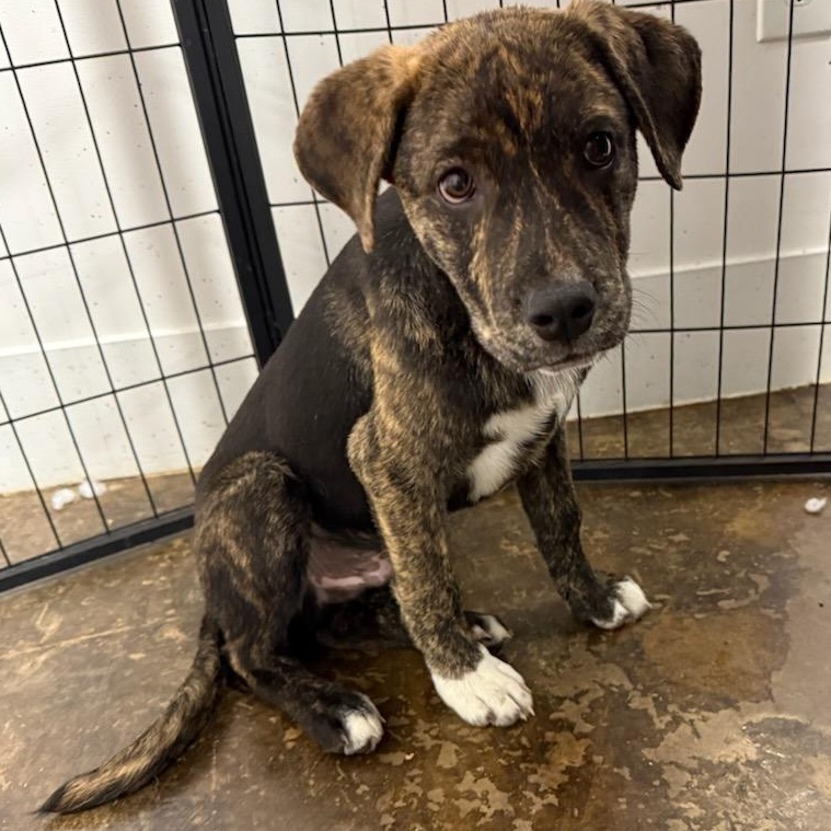 Cooper1, a Adoptable mixed breed in houston , TX image 5/6