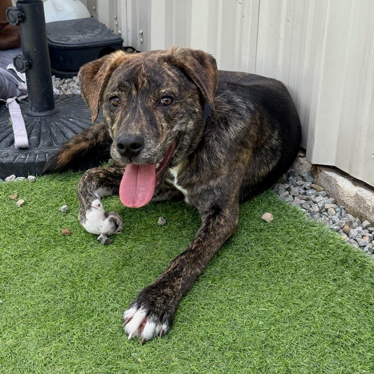 Cooper1, a Adoptable mixed breed in houston , TX image 2/6