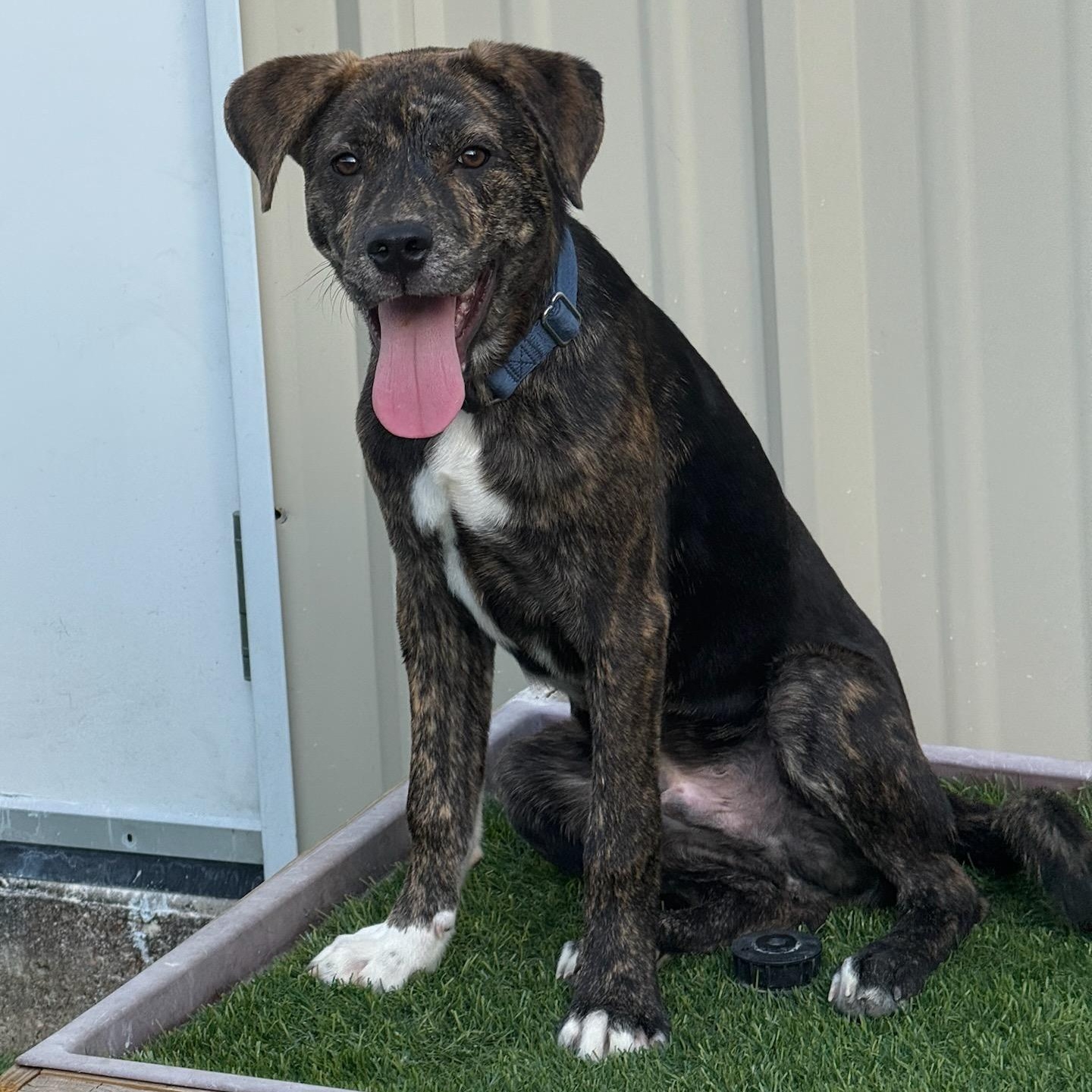 Cooper1, a Adoptable mixed breed in houston , TX image 1/6