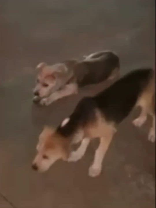 Enlarge Cooper1, a Adoptable mixed breed in houston , TX video 6/6