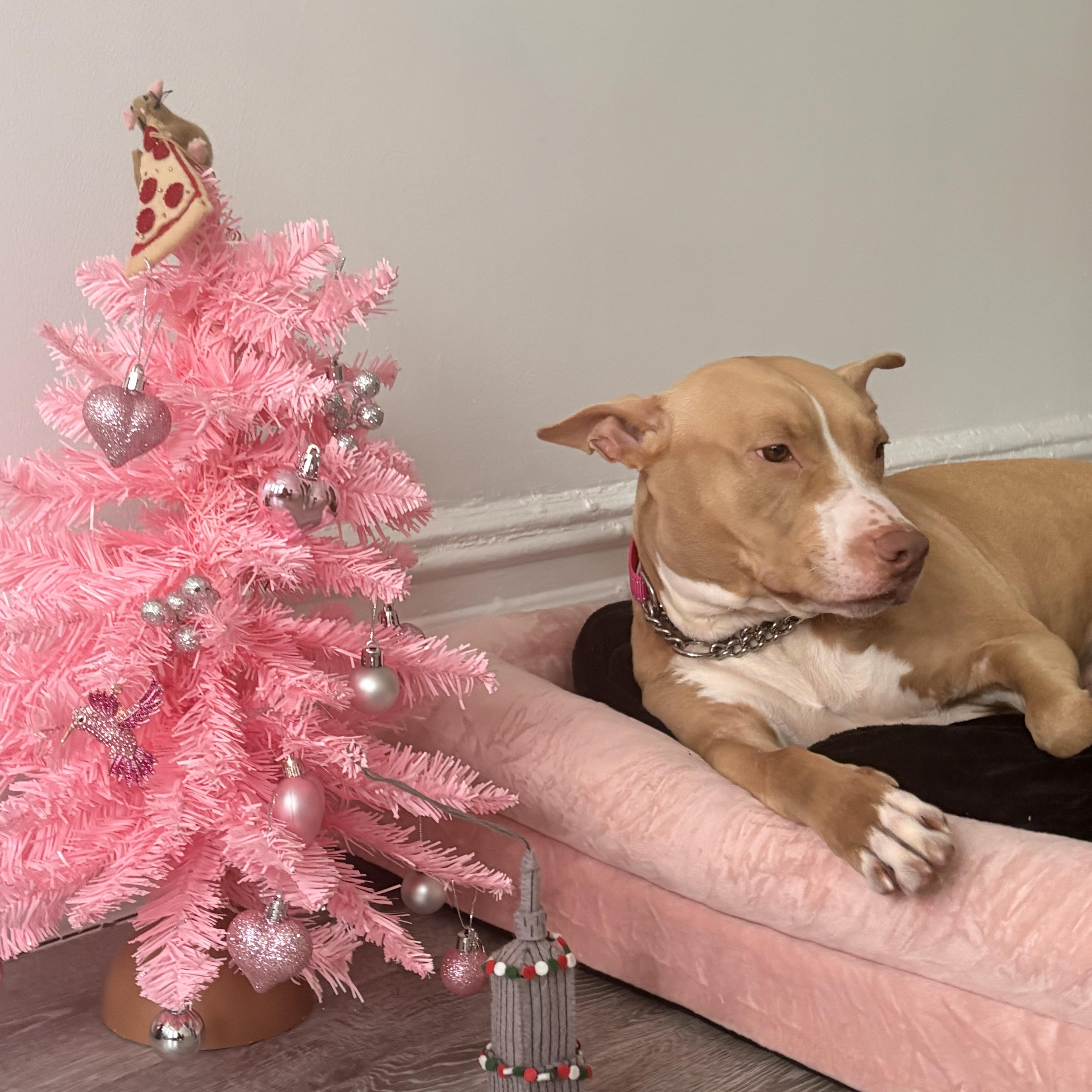 Enlarge Lola, a ADOPTABLE Mixed Breed in New York, NY image 2/3