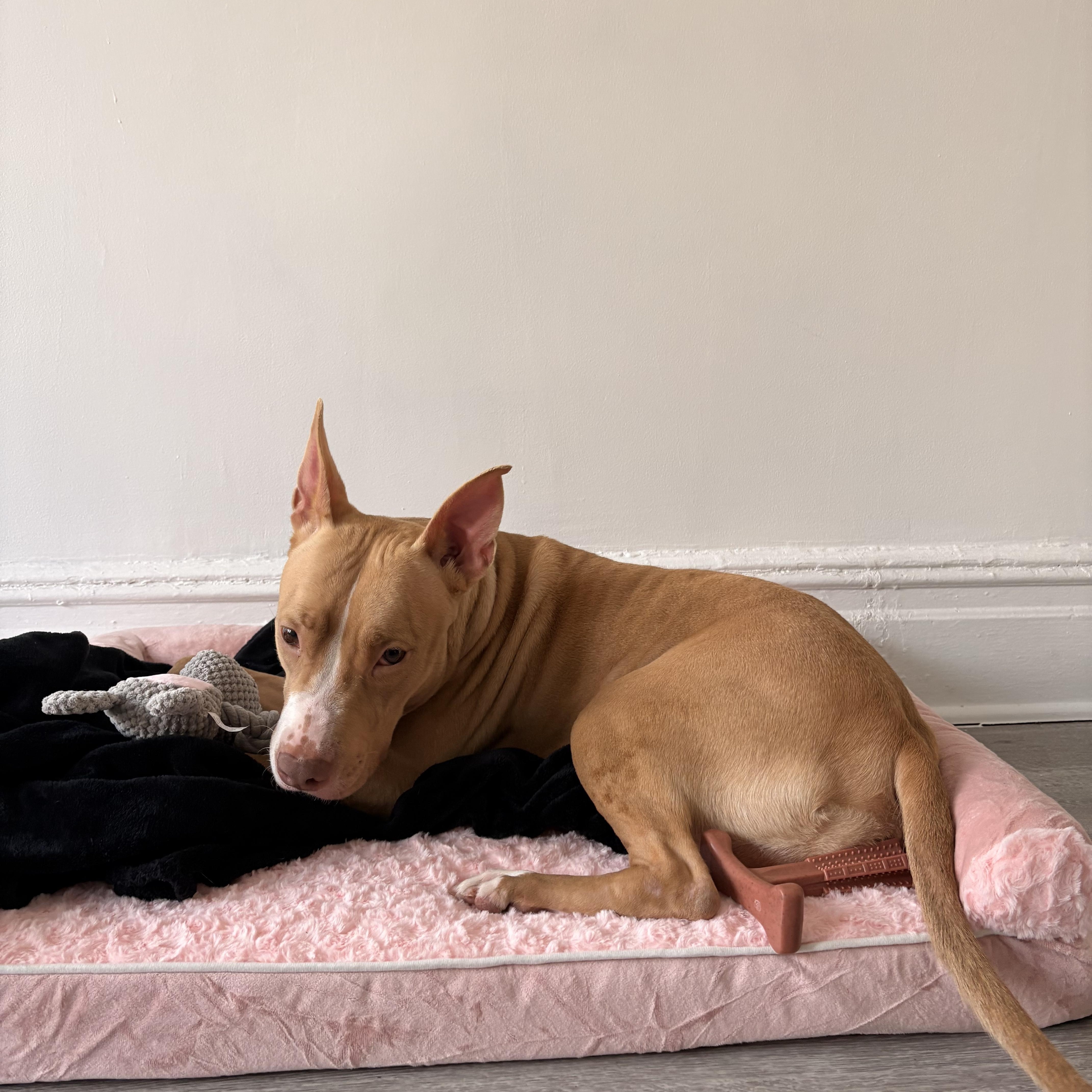 Enlarge Lola, a ADOPTABLE Mixed Breed in New York, NY image 3/3