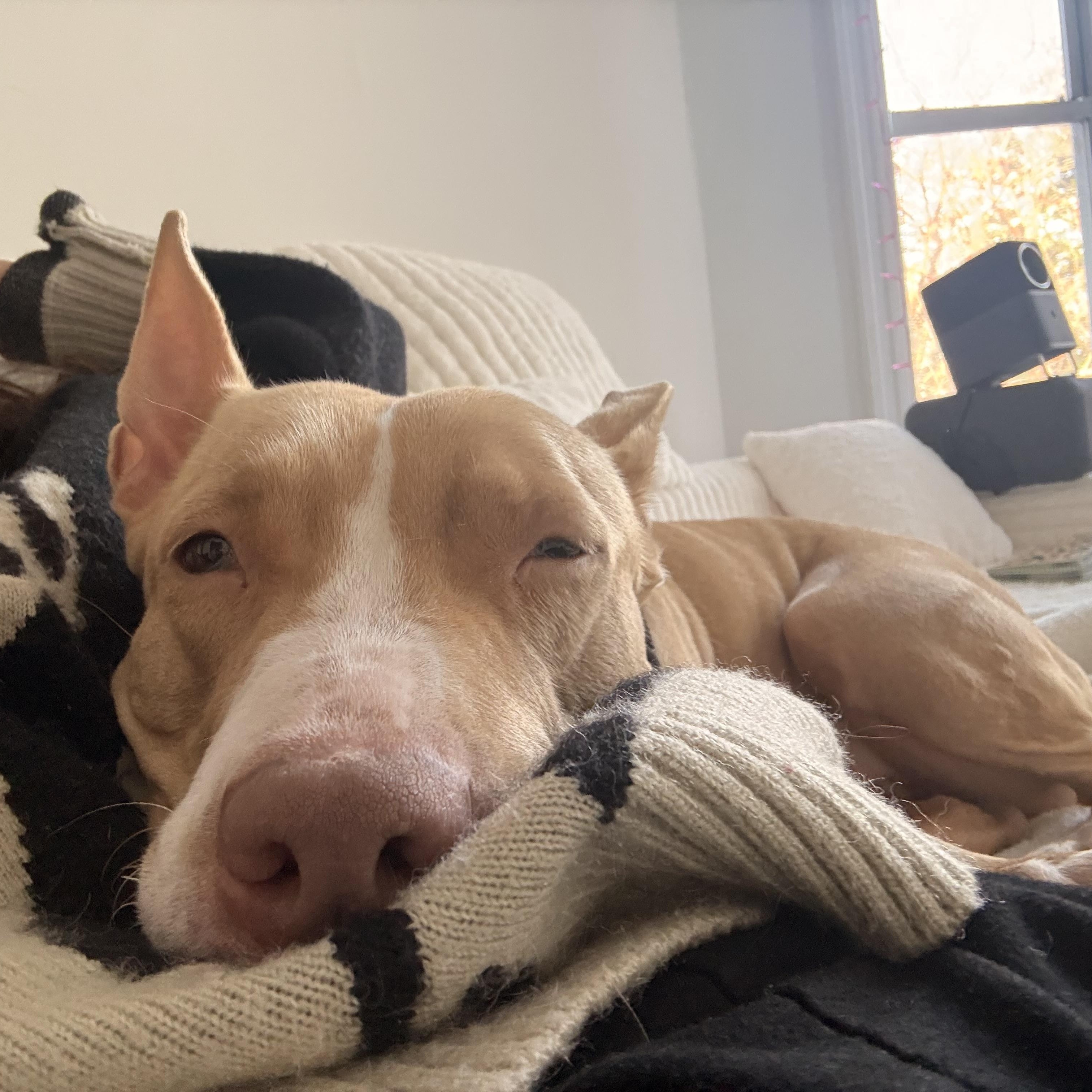 Enlarge Lola, a ADOPTABLE Mixed Breed in New York, NY image 1/3