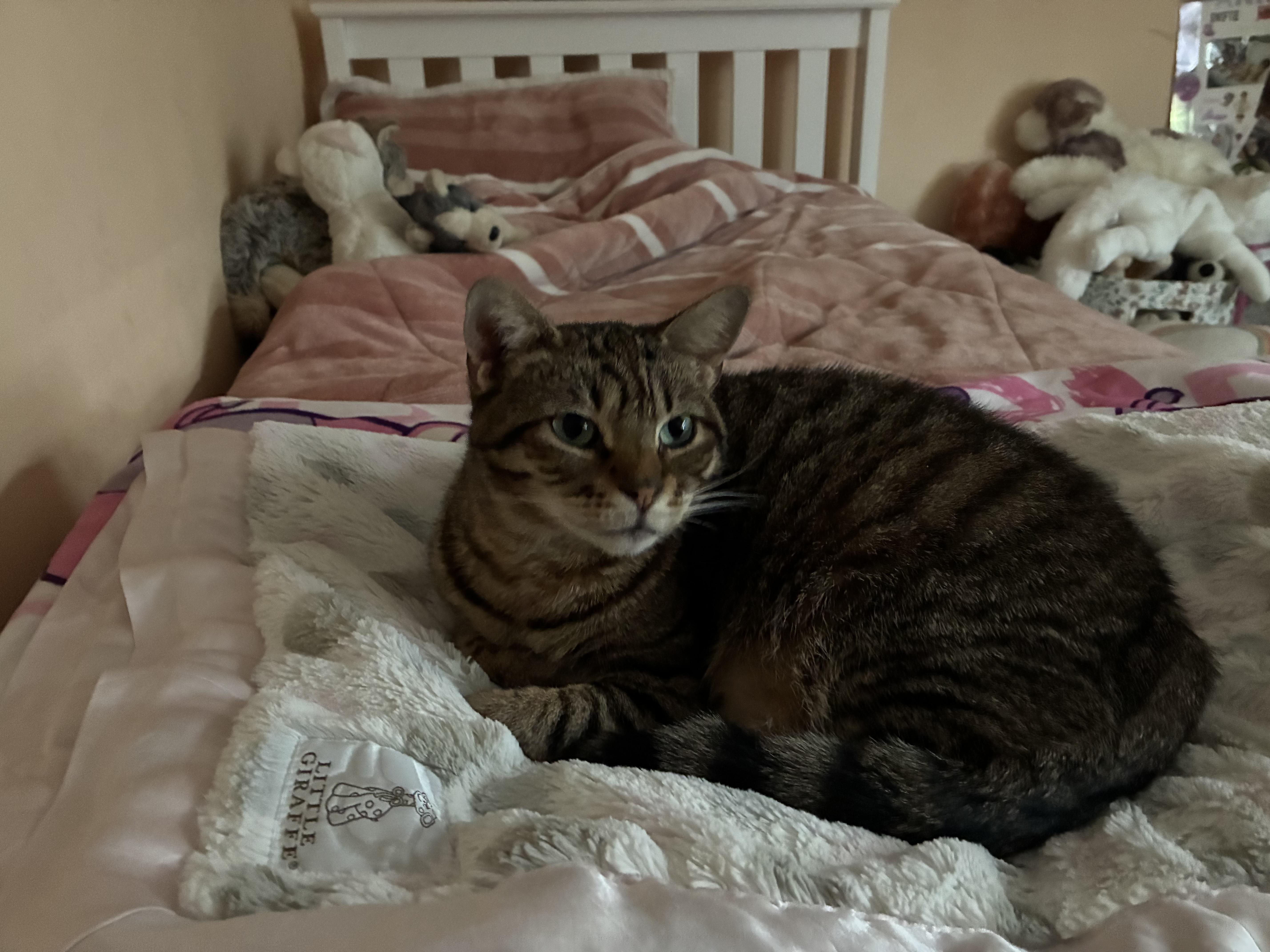 Enlarge Daisy, a ADOPTABLE Domestic Short Hair in Havertown, PA image 1/4