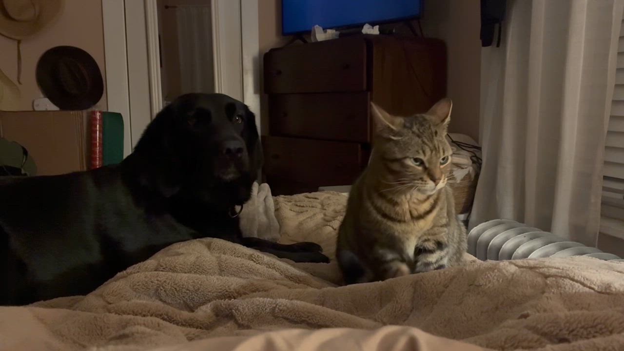 Enlarge Daisy, a ADOPTABLE Domestic Short Hair in Havertown, PA video 4/4