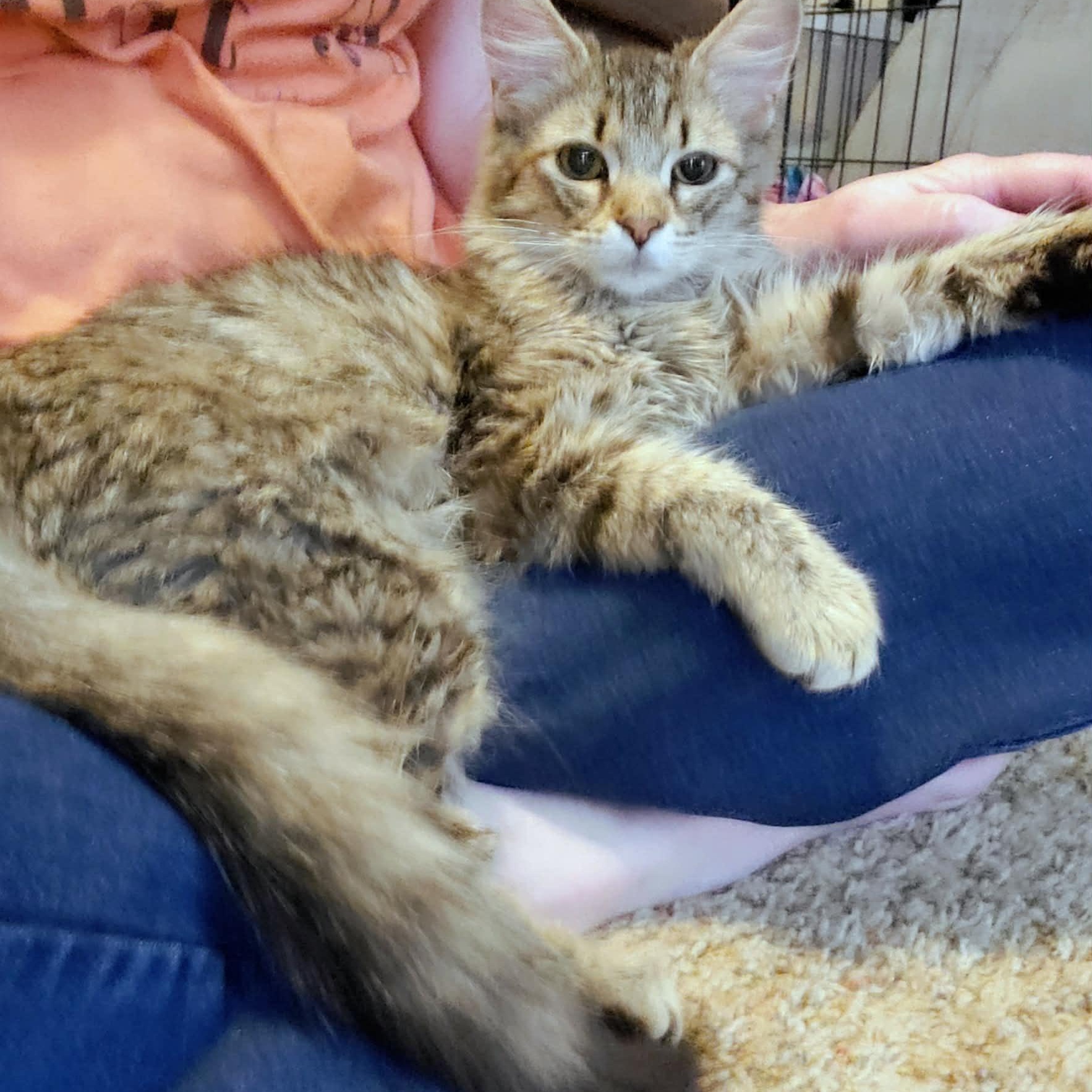 Hunt, adopted, Kitten Female Domestic Long Hair.