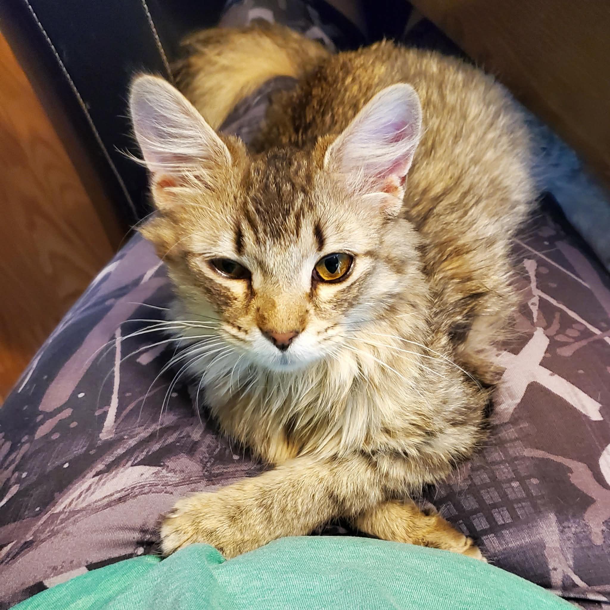 Enlarge Hunt, an adopted Domestic Long Hair in Sedalia, MO image 5/6
