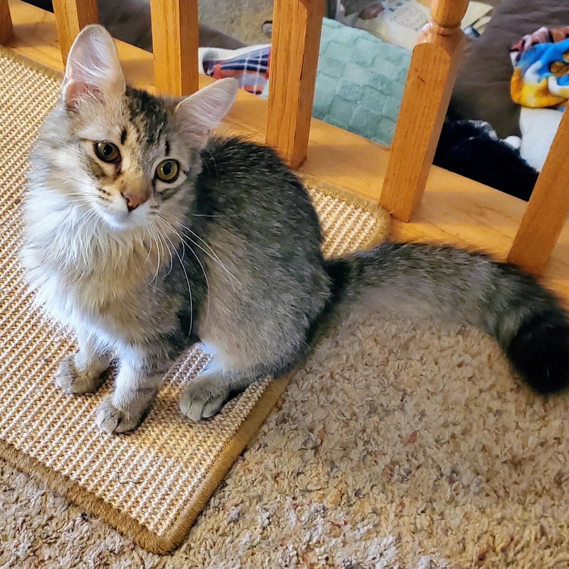 Enlarge Hunt, an adopted Domestic Long Hair in Sedalia, MO image 3/6