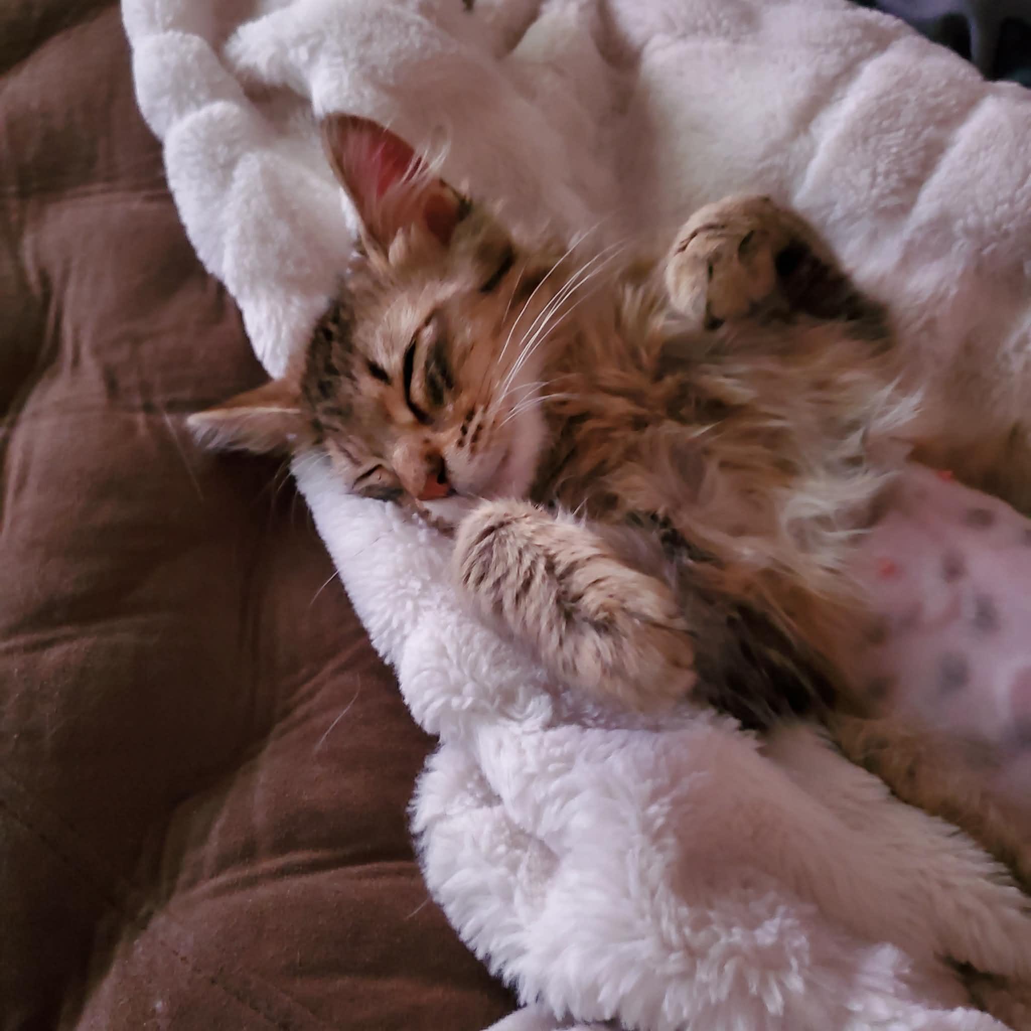 Enlarge Hunt, an adopted Domestic Long Hair in Sedalia, MO image 4/6