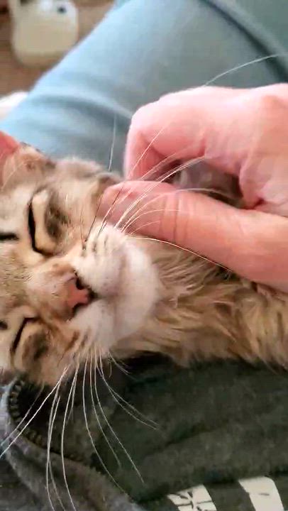 Enlarge Hunt, an adopted Domestic Long Hair in Sedalia, MO video 6/6