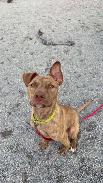 Zion, Adoptable, Young Male Mixed Breed & Mixed Breed.