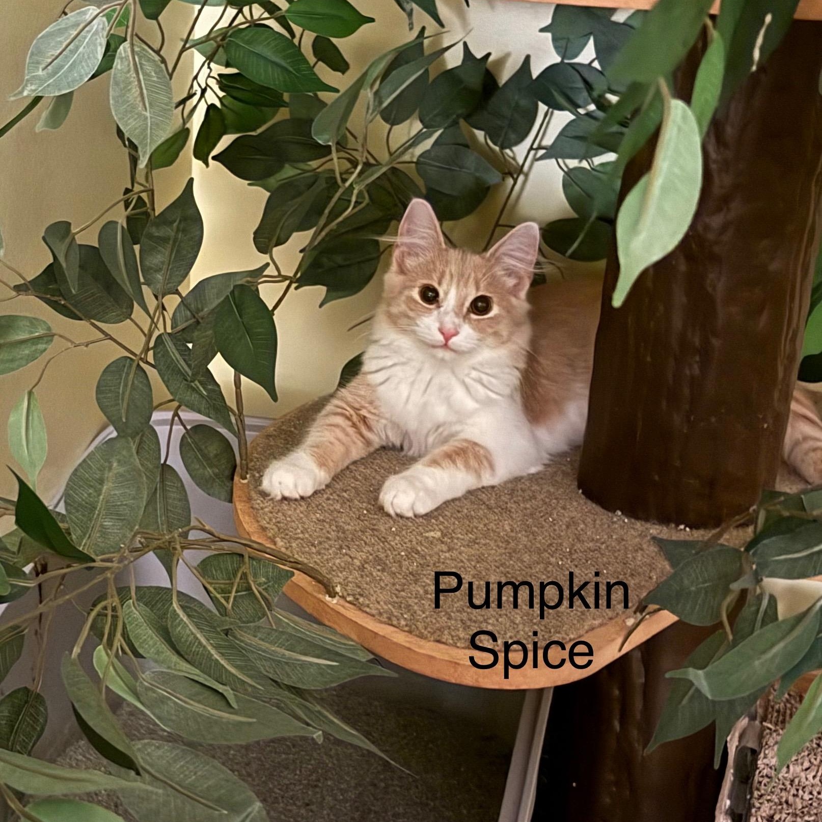 Enlarge Pumpkin Spice, a Adoptable Tabby in Blaine, MN image 1/3