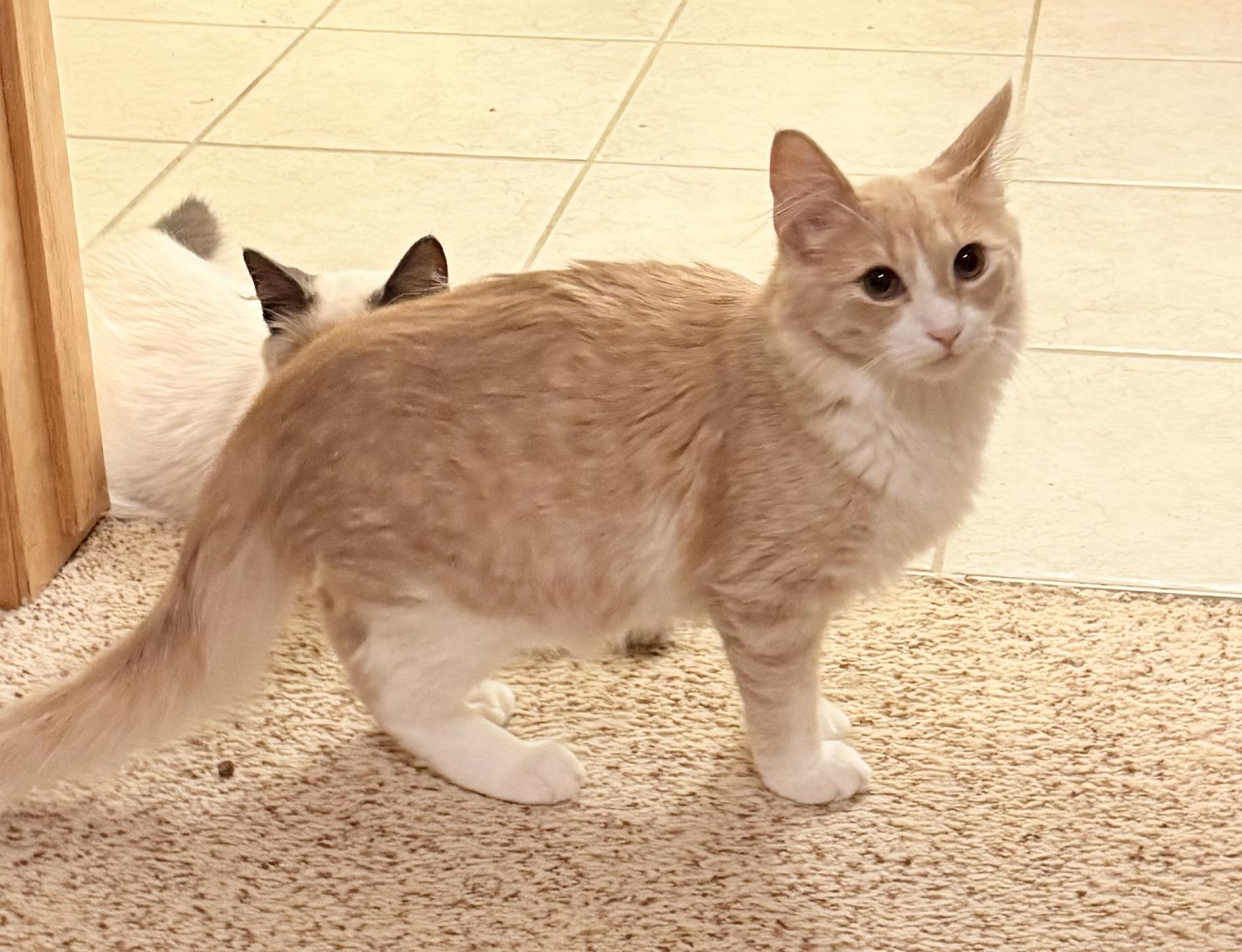 Enlarge Pumpkin Spice, a Adoptable Tabby in Blaine, MN image 2/3