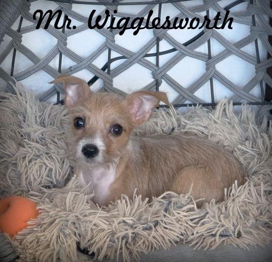 Mr. Wigglesworth, Adoptable, Puppy Male Chihuahua.