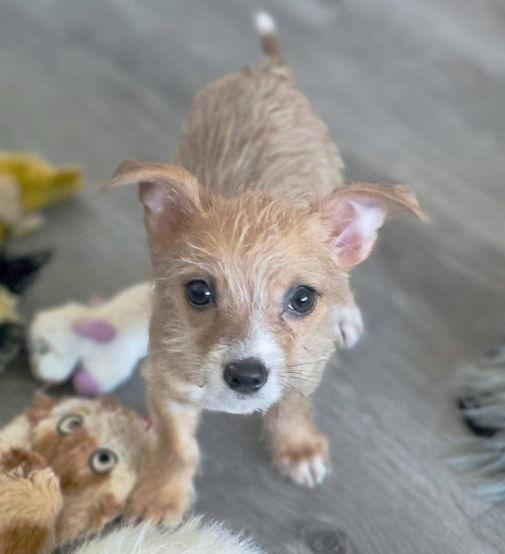 Enlarge Mr. Wigglesworth, a Adoptable Chihuahua in Anaheim Hills, CA image 2/3