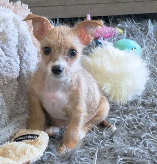 Enlarge Mr. Wigglesworth, a Adoptable Chihuahua in Anaheim Hills, CA image 3/3