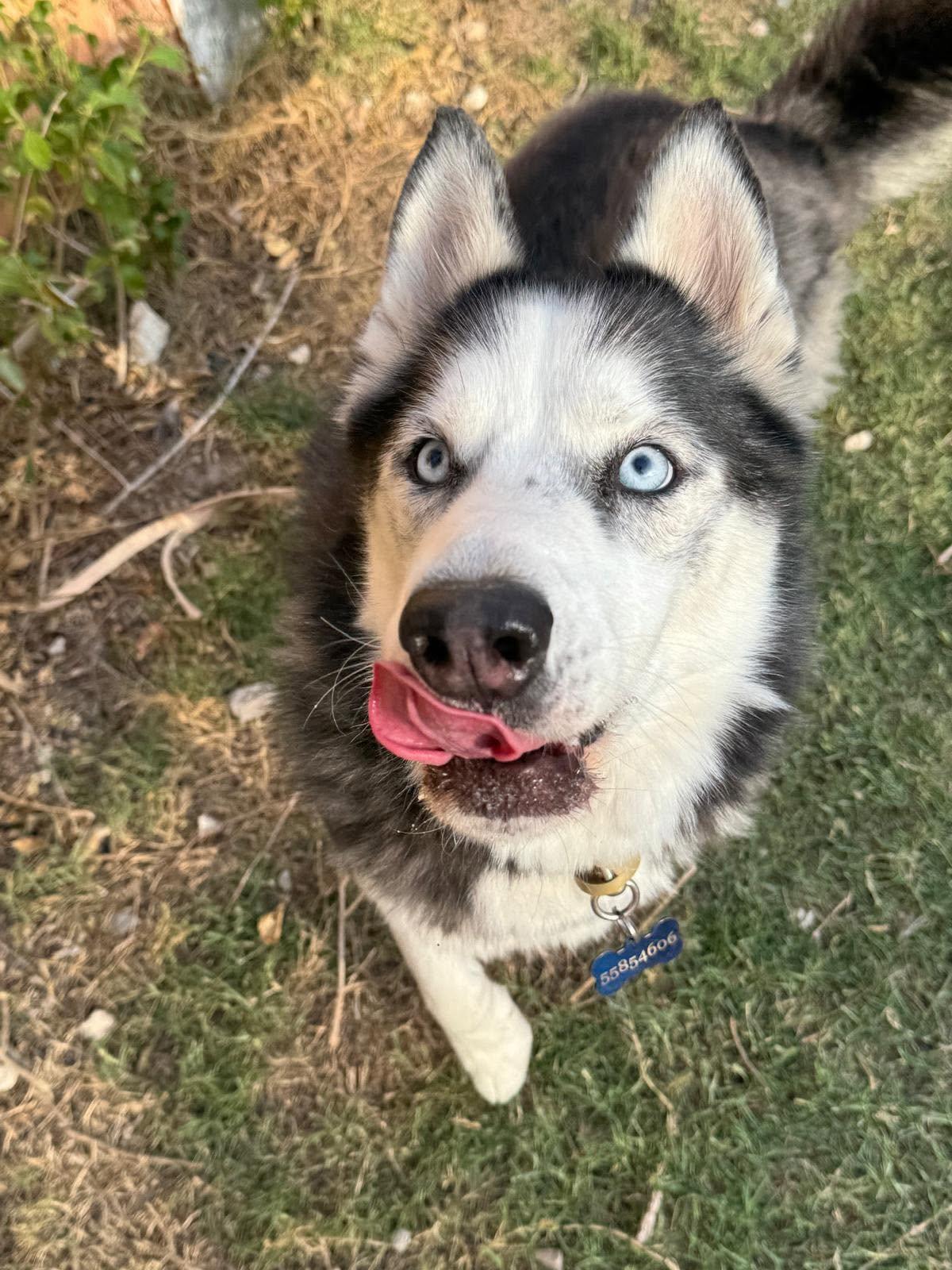 Zeus, a ADOPTABLE mixed breed in Alexandria , VA image 3/4