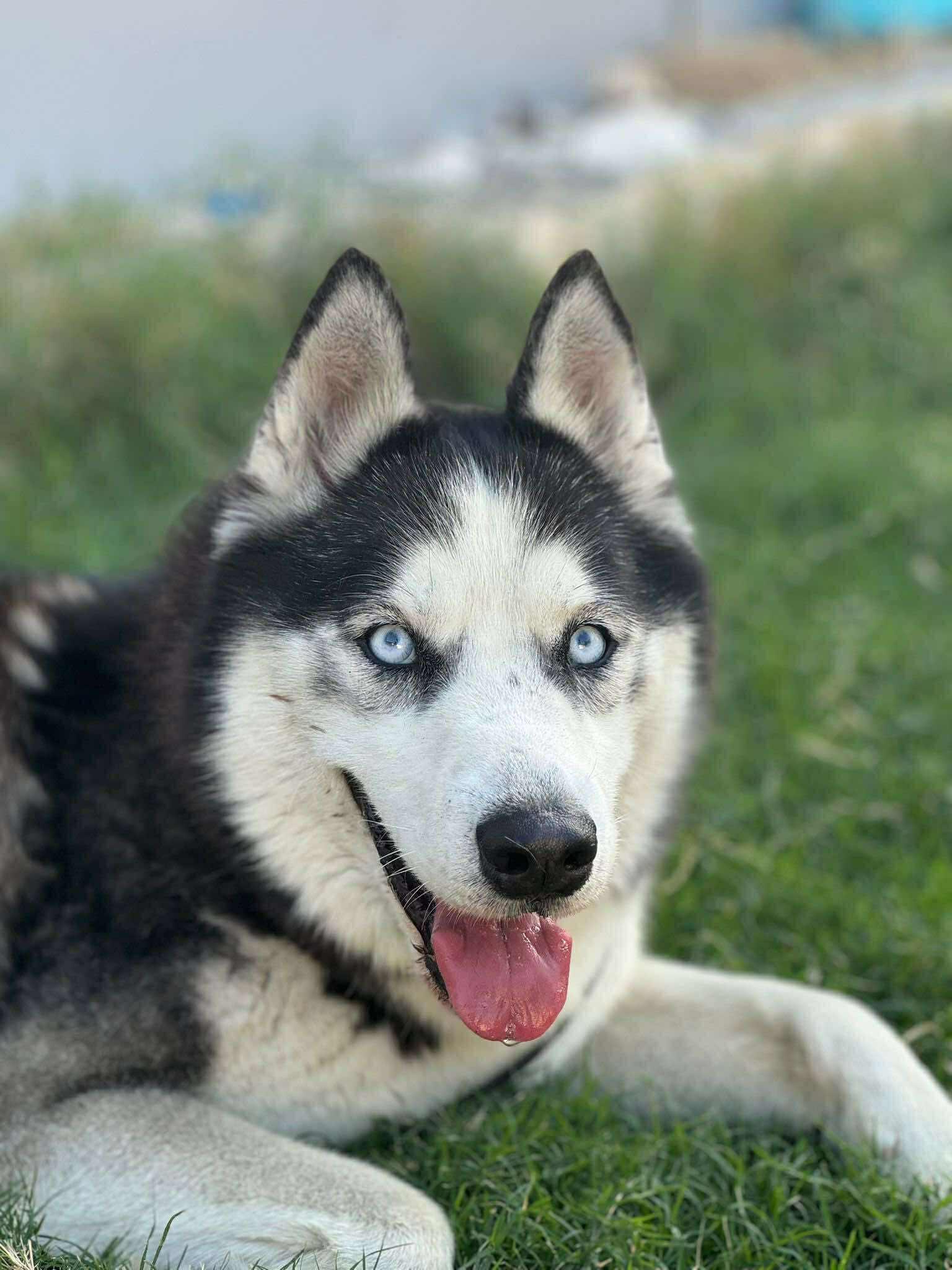 Zeus, a ADOPTABLE mixed breed in Alexandria , VA image 1/4