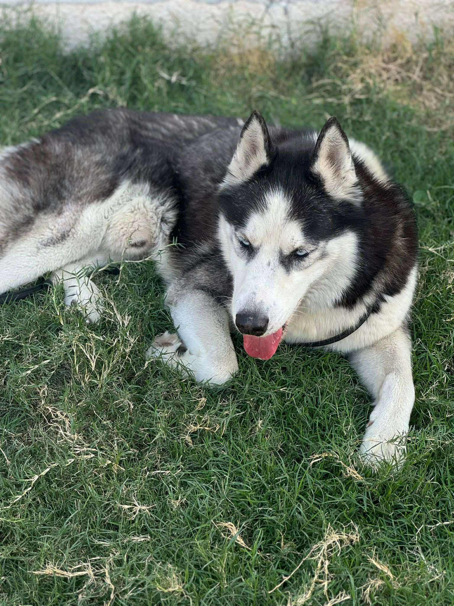 Zeus, a ADOPTABLE mixed breed in Alexandria , VA image 2/4