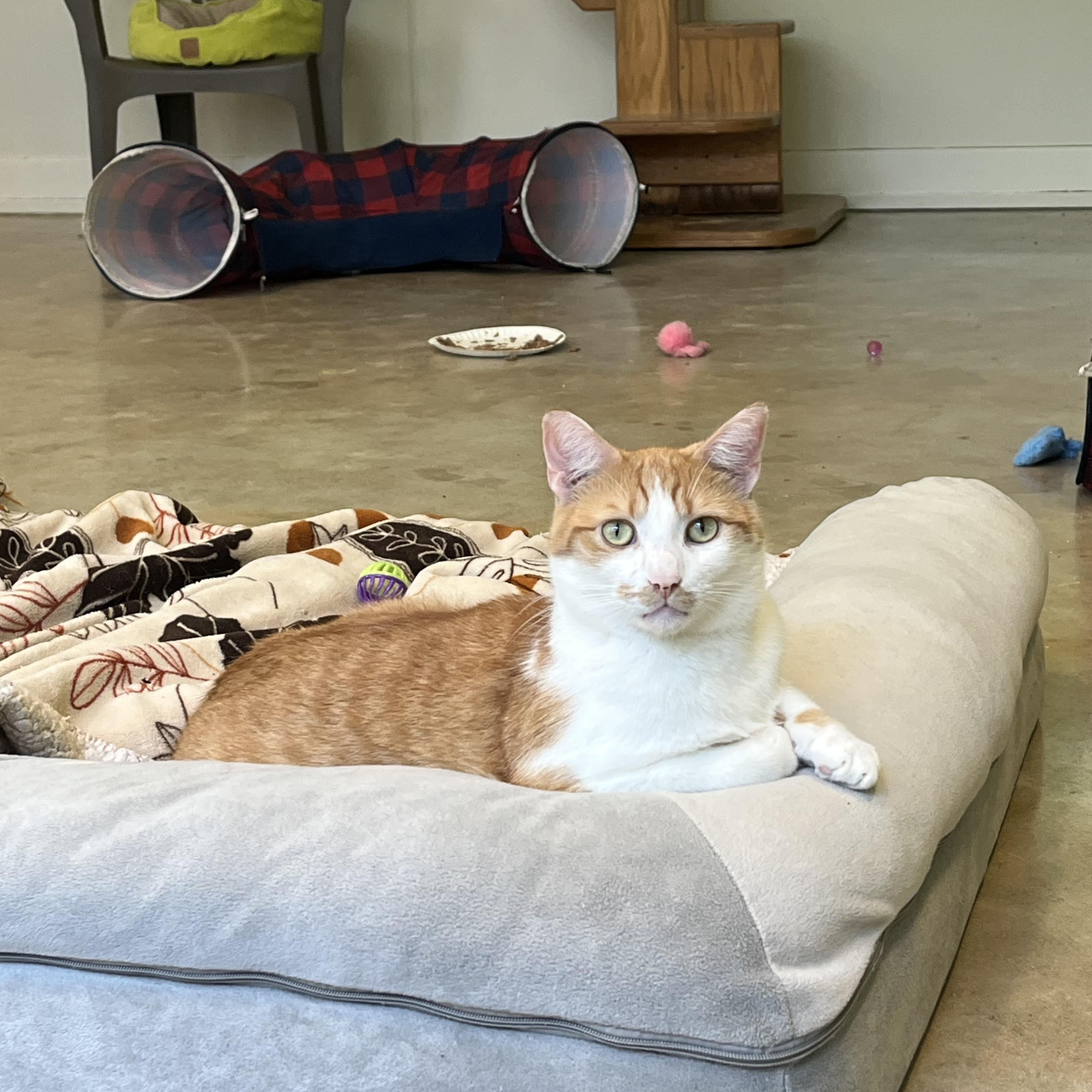 Monster Mash, a Adoptable Domestic Short Hair in Chicago, IL image 1/4