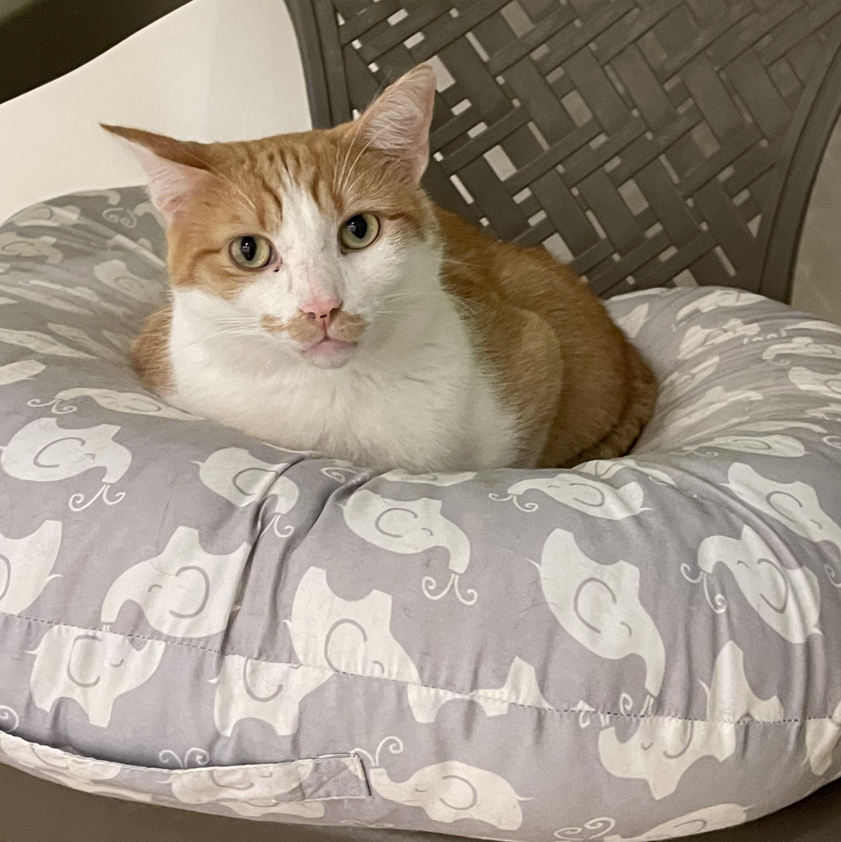 Monster Mash, a Adoptable Domestic Short Hair in Chicago, IL image 2/4