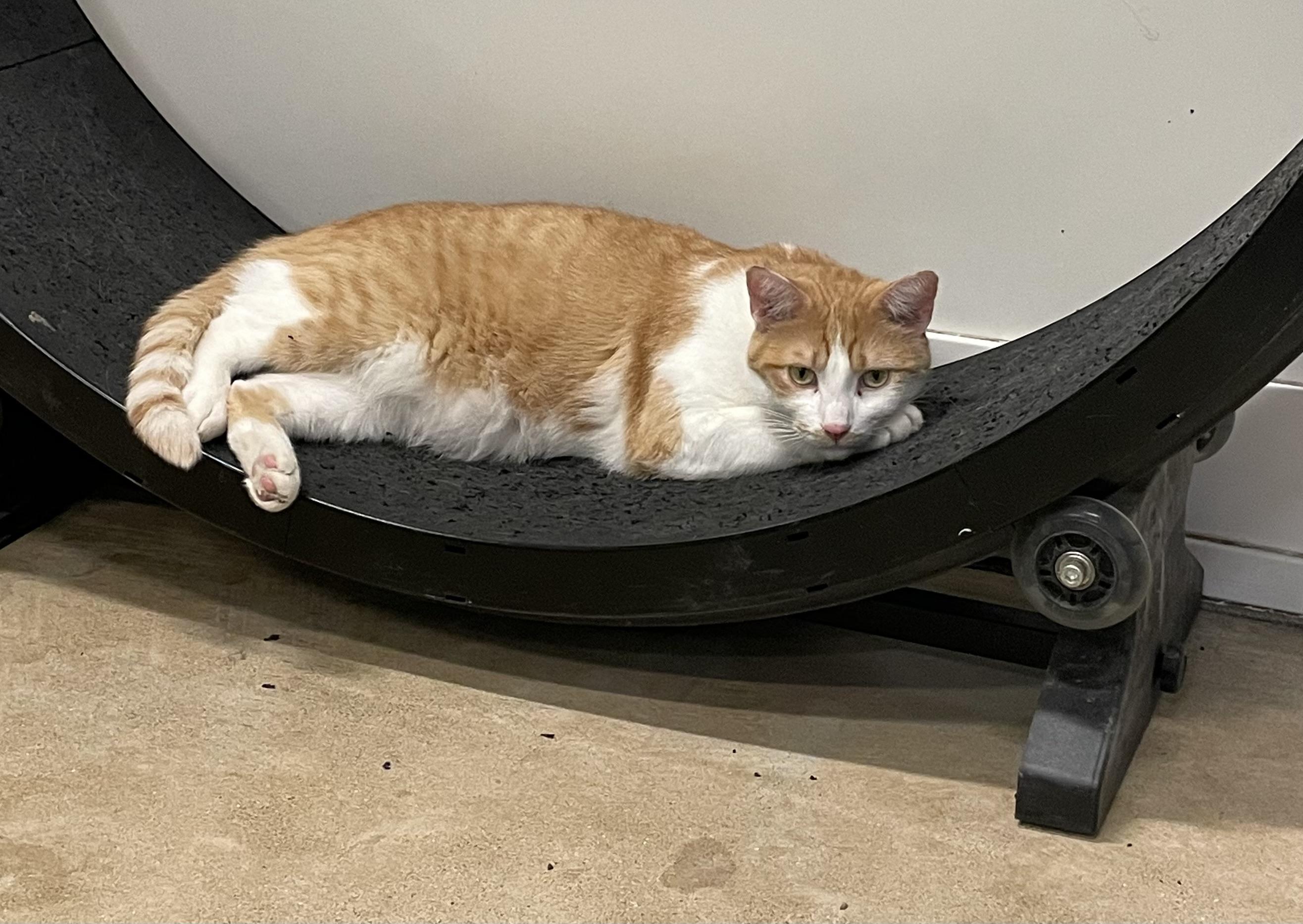 Monster Mash, a Adoptable Domestic Short Hair in Chicago, IL image 3/4