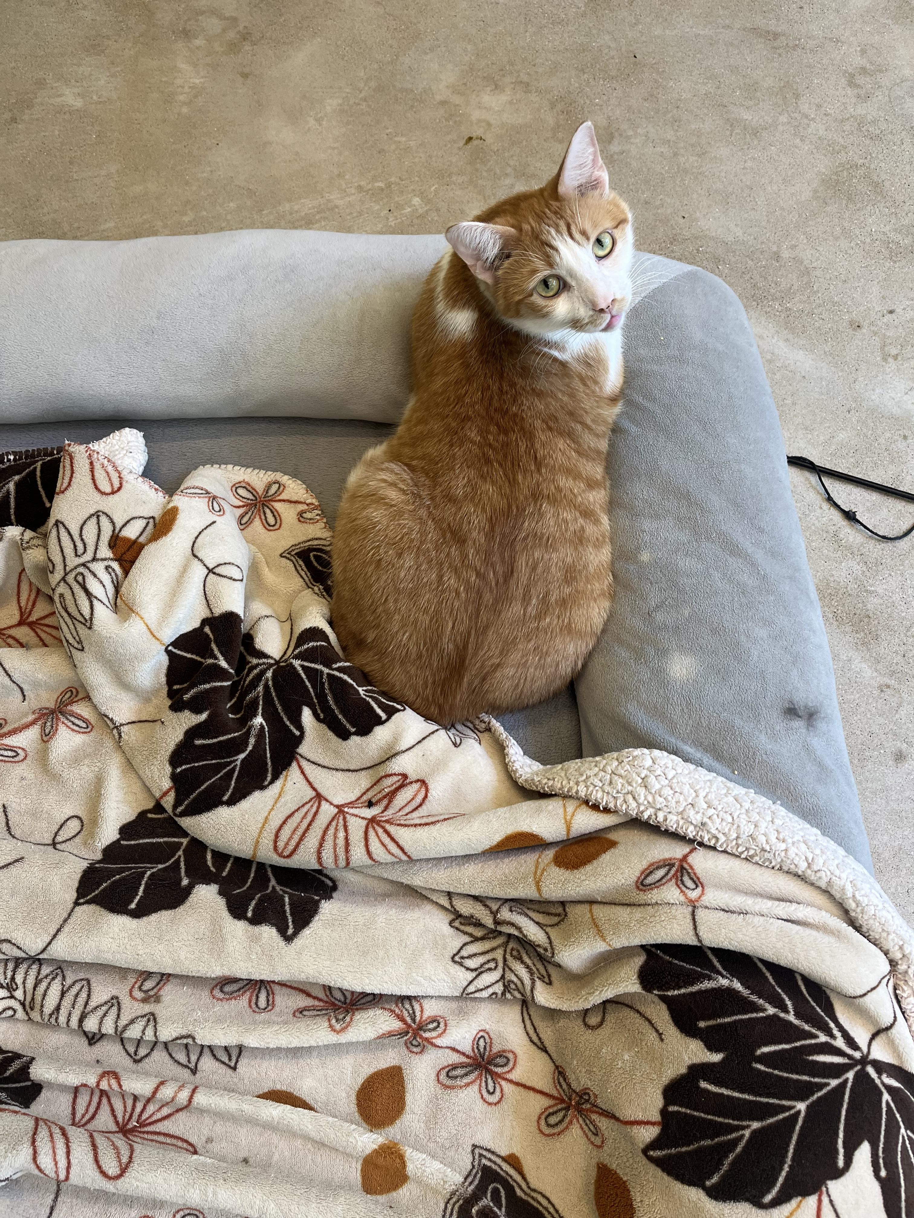 Monster Mash, a Adoptable Domestic Short Hair in Chicago, IL image 4/4