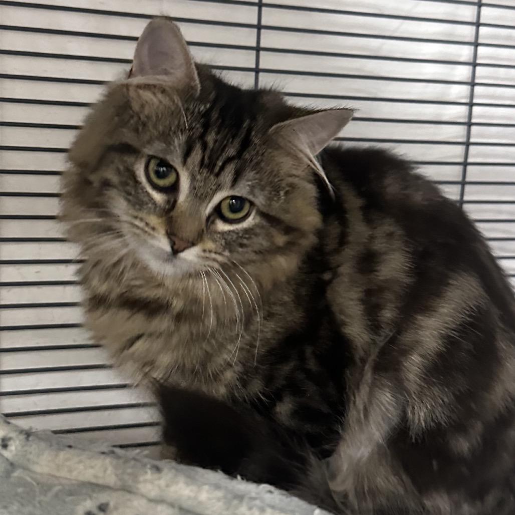 Tundra, Adoptable, Young Female Domestic Long Hair.