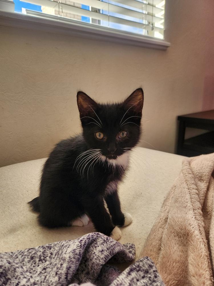 Enlarge Miles Bean, a Adoptable mixed breed in Gallup, NM image 2/2