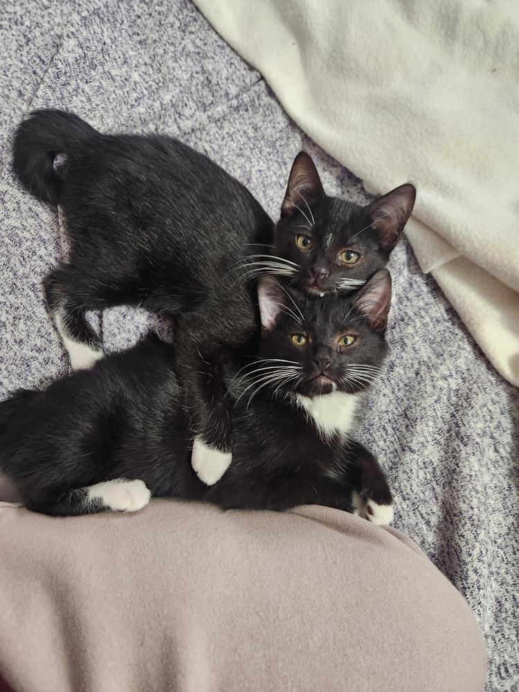 Enlarge Miles Bean, a Adoptable mixed breed in Albuquerque, NM image 3/4