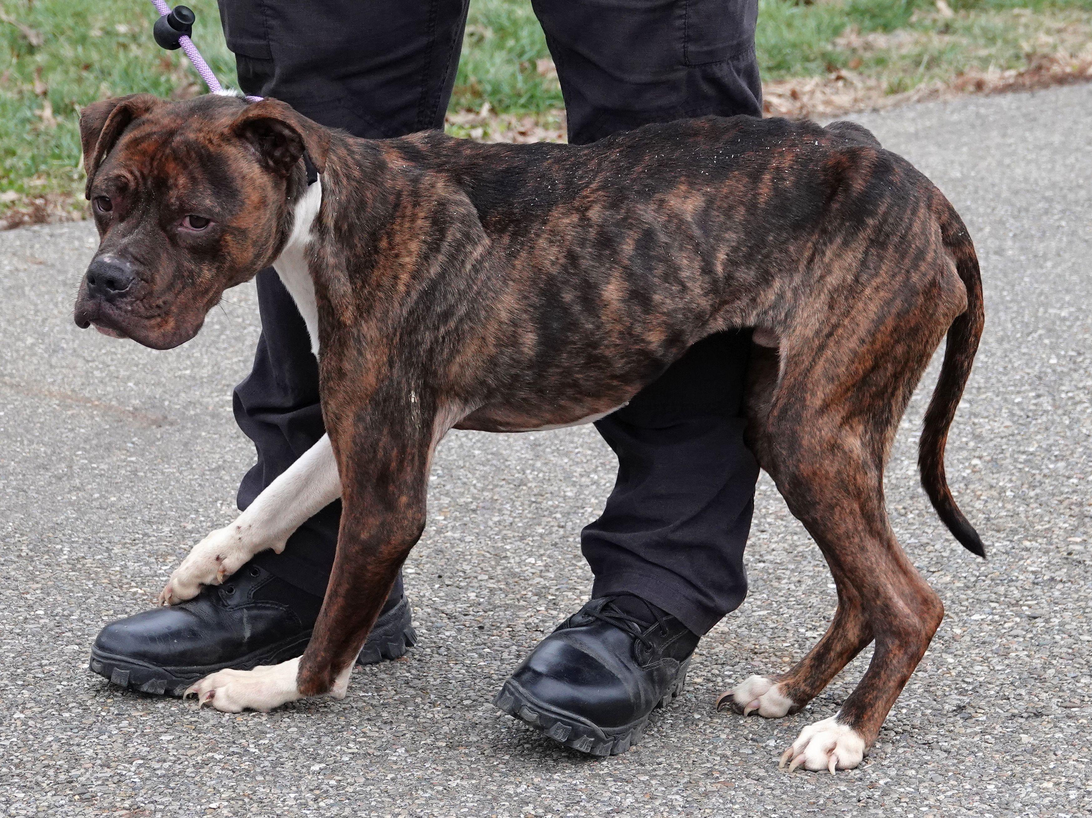 Enlarge Kobe, a ADOPTABLE mixed breed in Millfield, OH image 3/4