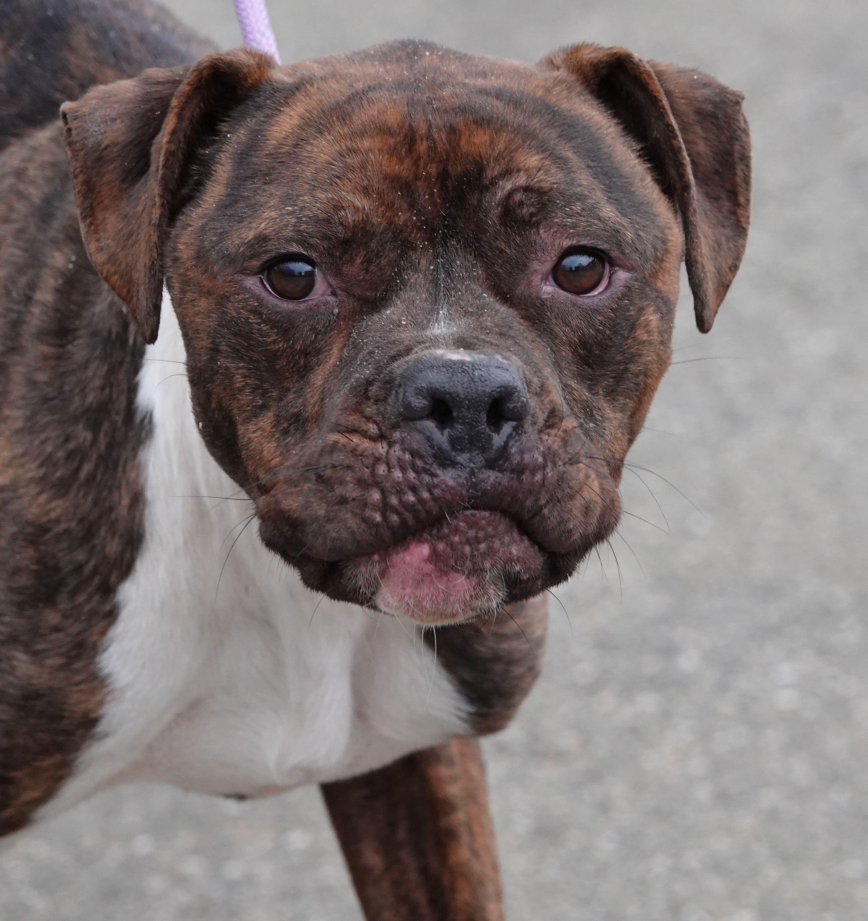 Enlarge Kobe, a ADOPTABLE mixed breed in Millfield, OH image 1/4