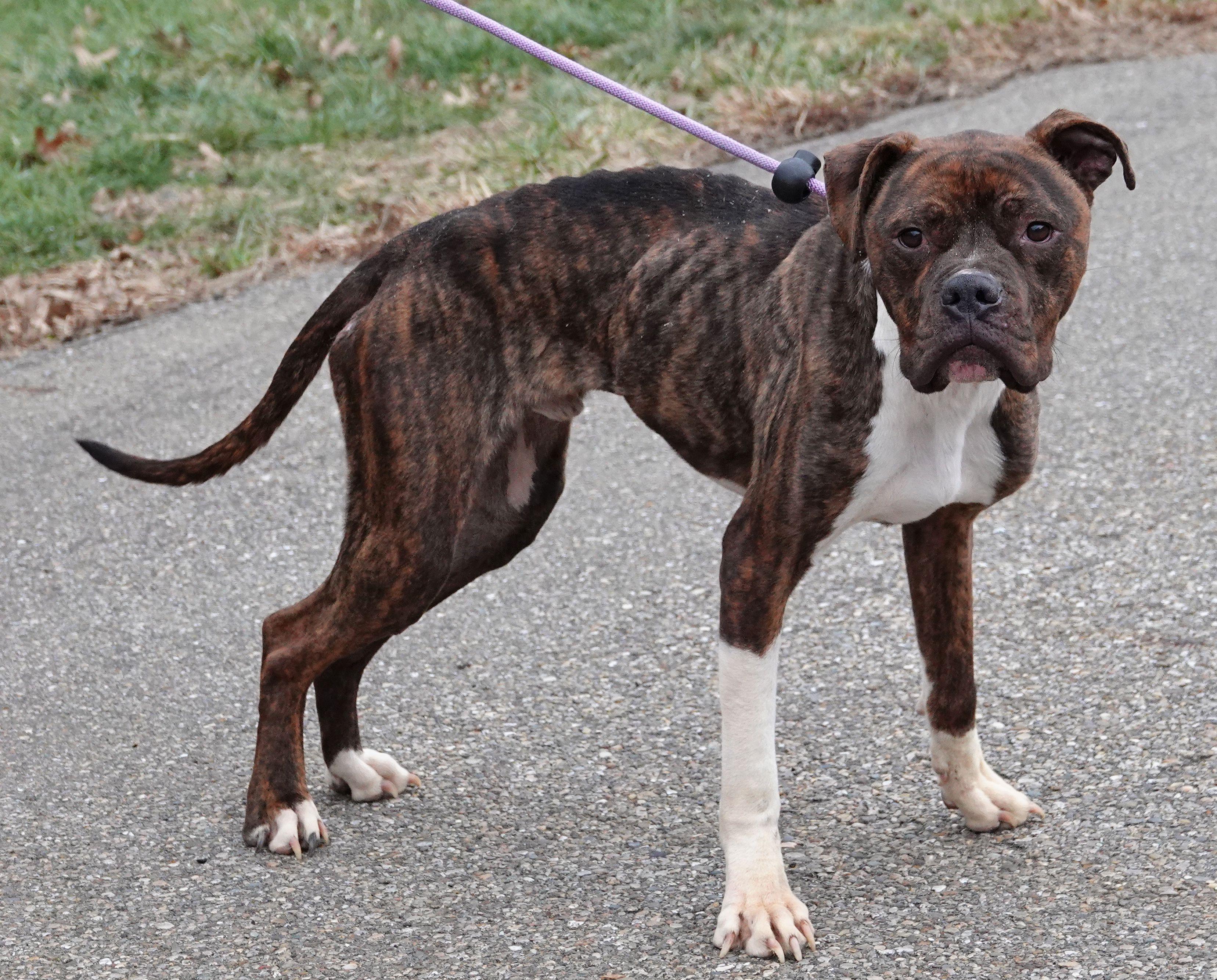 Enlarge Kobe, a ADOPTABLE mixed breed in Millfield, OH image 2/4