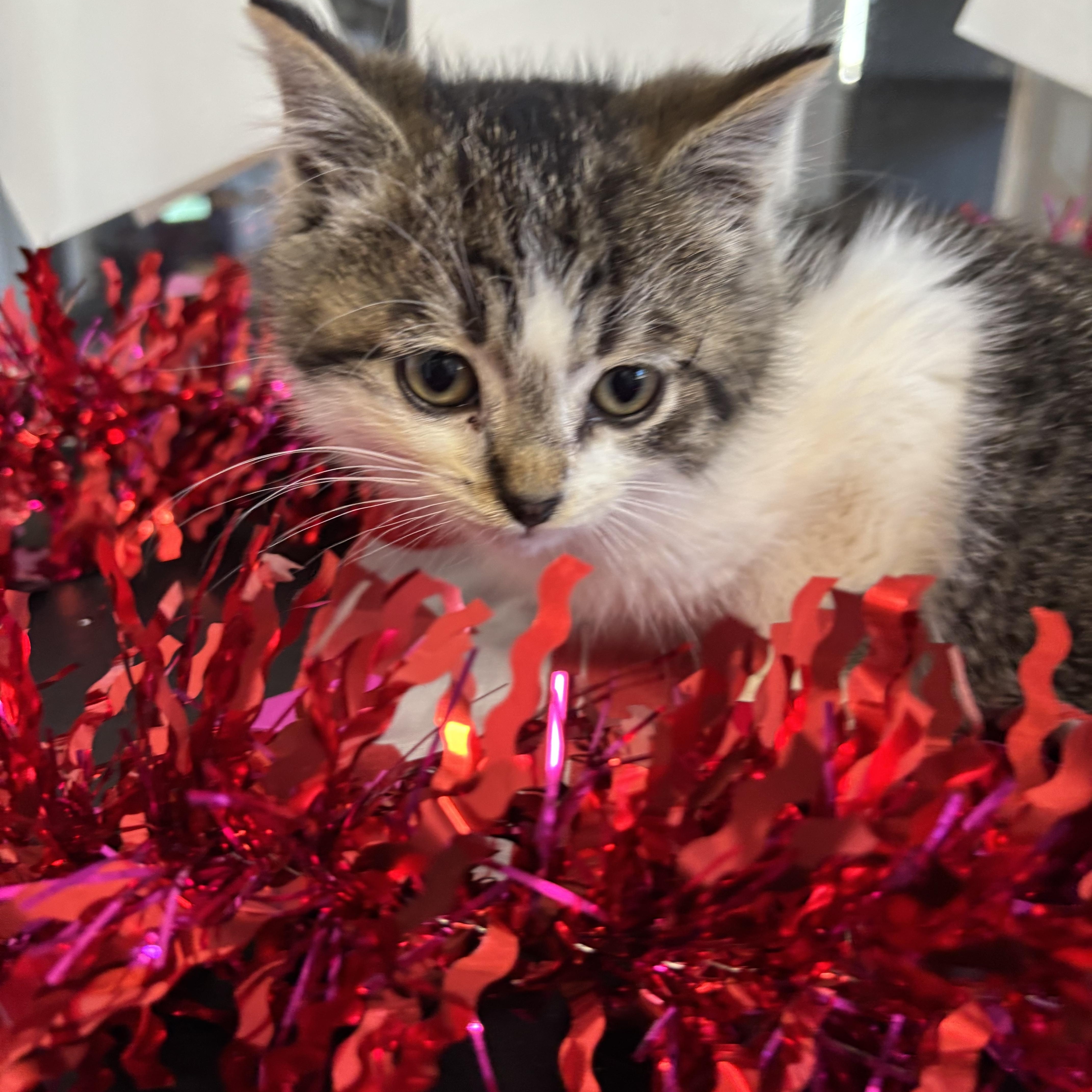 Enlarge Winston, a ADOPTABLE Domestic Short Hair in Crescent City, CA image 2/5