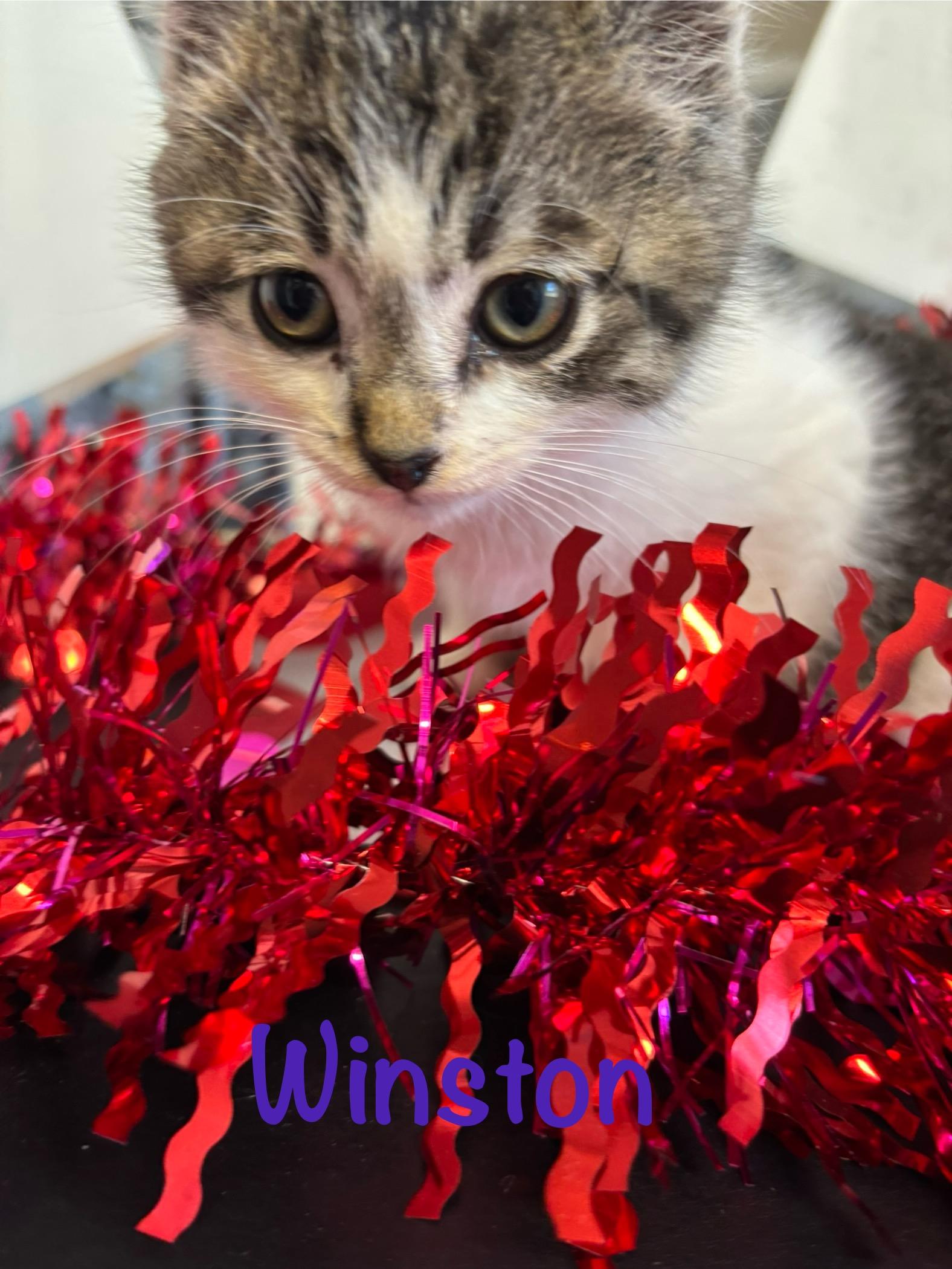 Enlarge Winston, a ADOPTABLE Domestic Short Hair in Crescent City, CA image 1/5