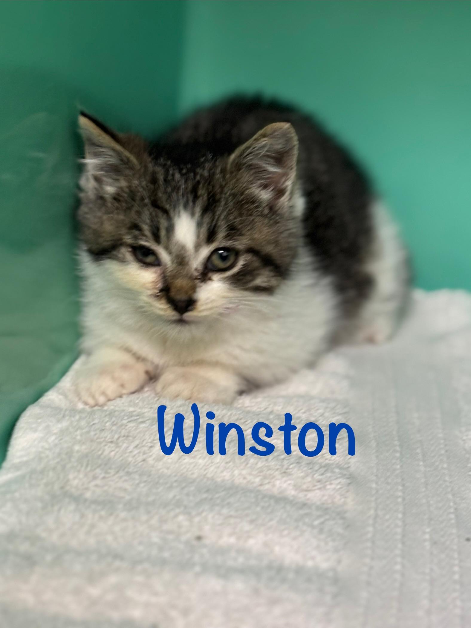 Enlarge Winston, a ADOPTABLE Domestic Short Hair in Crescent City, CA image 4/5