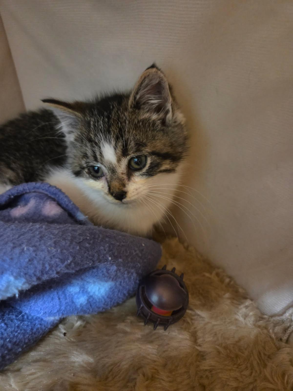 Enlarge Winston, a ADOPTABLE Domestic Short Hair in Crescent City, CA image 5/5