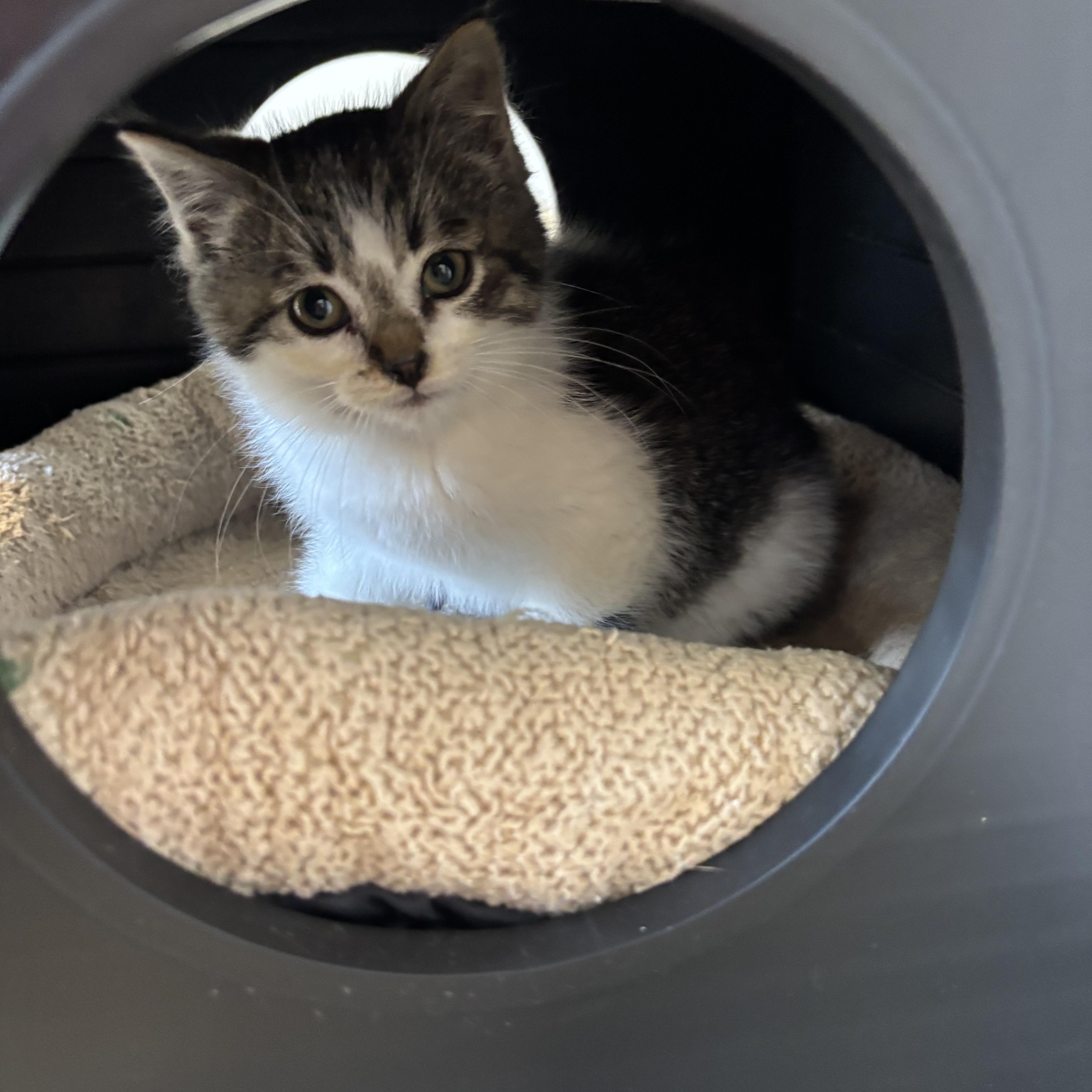 Enlarge Winston, a ADOPTABLE Domestic Short Hair in Crescent City, CA image 3/5