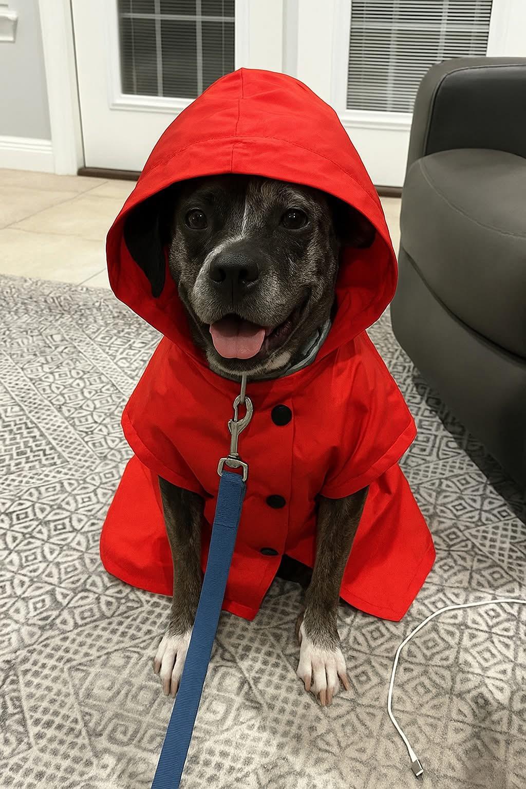 Enlarge Libby, a Adopted Catahoula Leopard Dog in Panama City, FL image 1/6