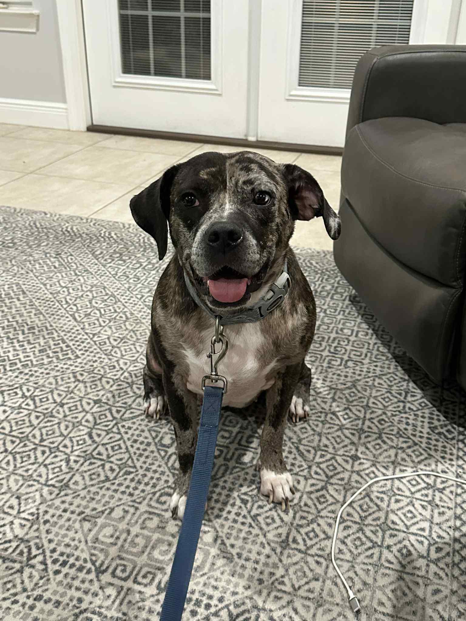 Enlarge Libby, a Adopted Catahoula Leopard Dog in Panama City, FL image 4/6