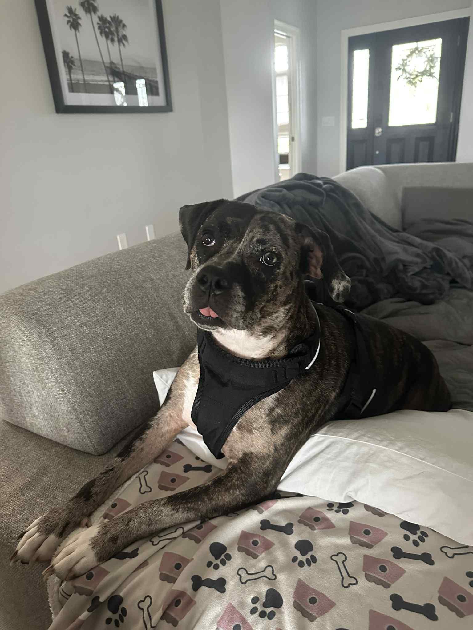 Enlarge Libby, a Adopted Catahoula Leopard Dog in Panama City, FL image 5/6