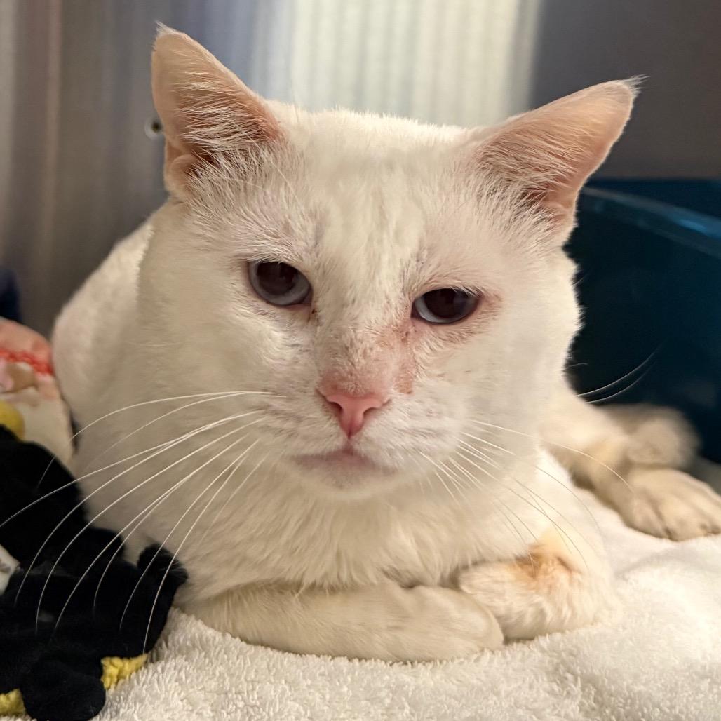 Deja Mew — thumbnail 2