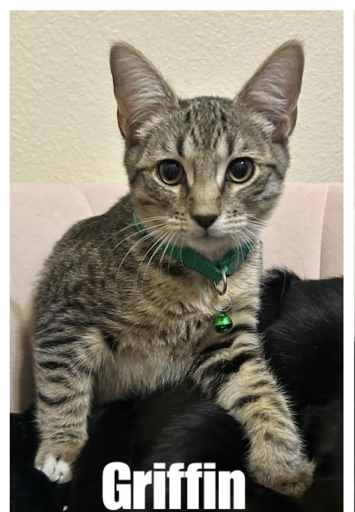 Griffin, Adoptable, Kitten Male Tabby & Domestic Short Hair.