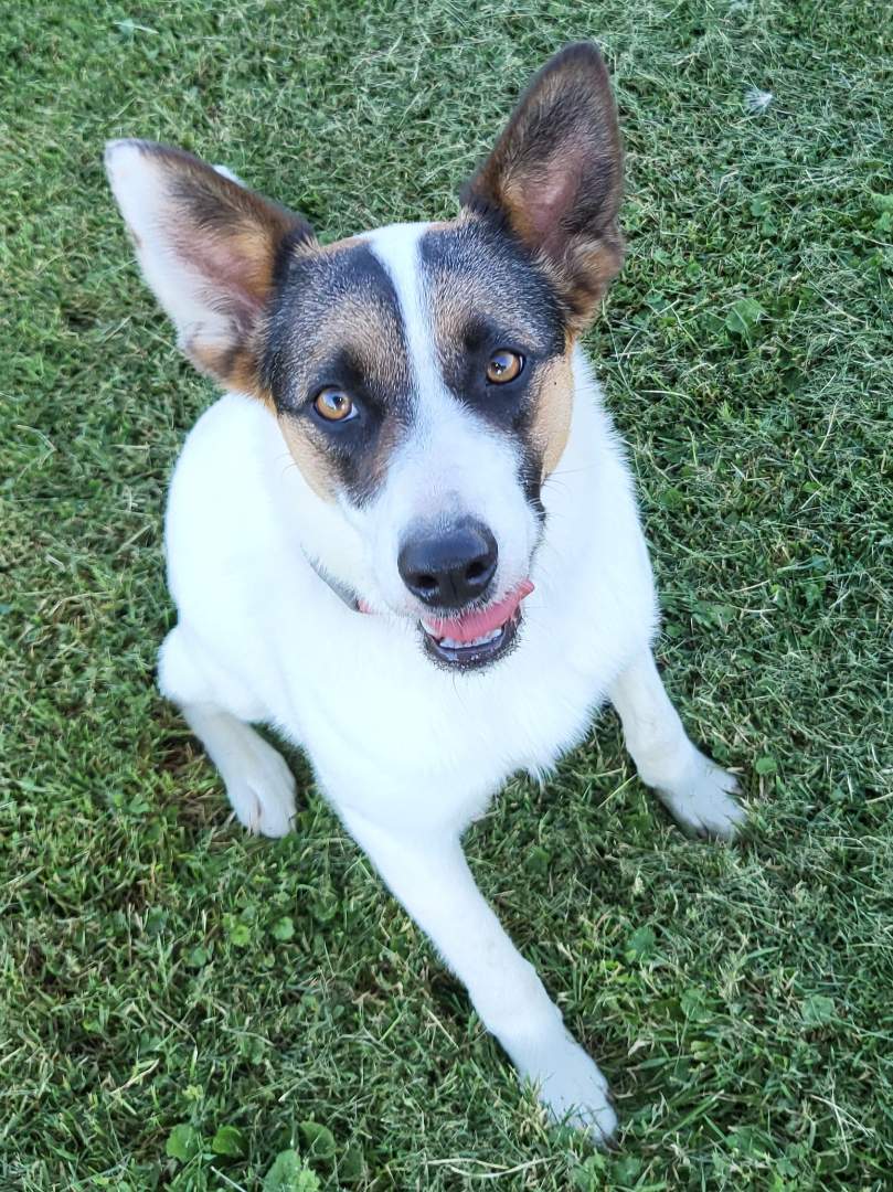 Maggie, Adopted, Young Female Jack Russell Terrier & Australian Cattle Dog / Blue Heeler.