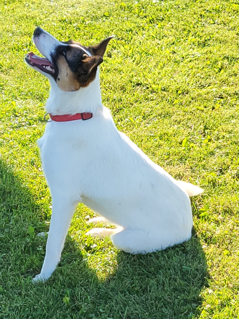 Enlarge Maggie, a Adopted mixed breed in Richmond , MI image 2/6